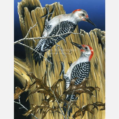 Red-bellied Woodpeckers