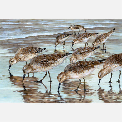 Red Knots Foraging in the Surf