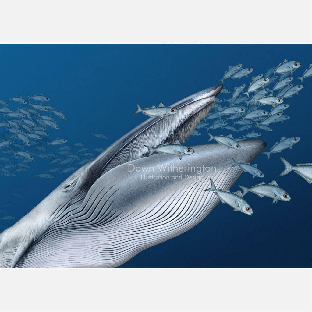 Baby Rice Whale Rice's Whale Lunge-feeding – drawnbydawn