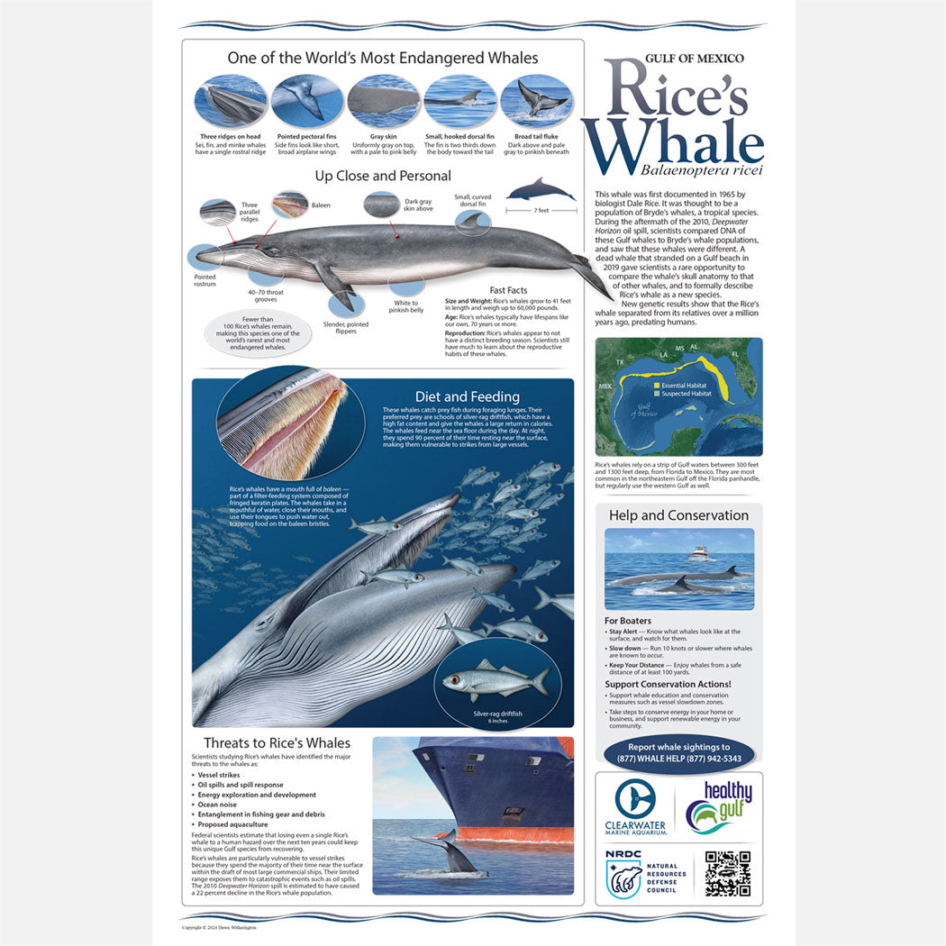 Baby Rice Whale