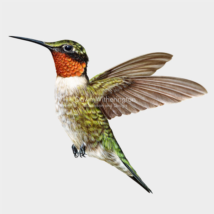 Ruby-throated Hummingbird – drawnbydawn