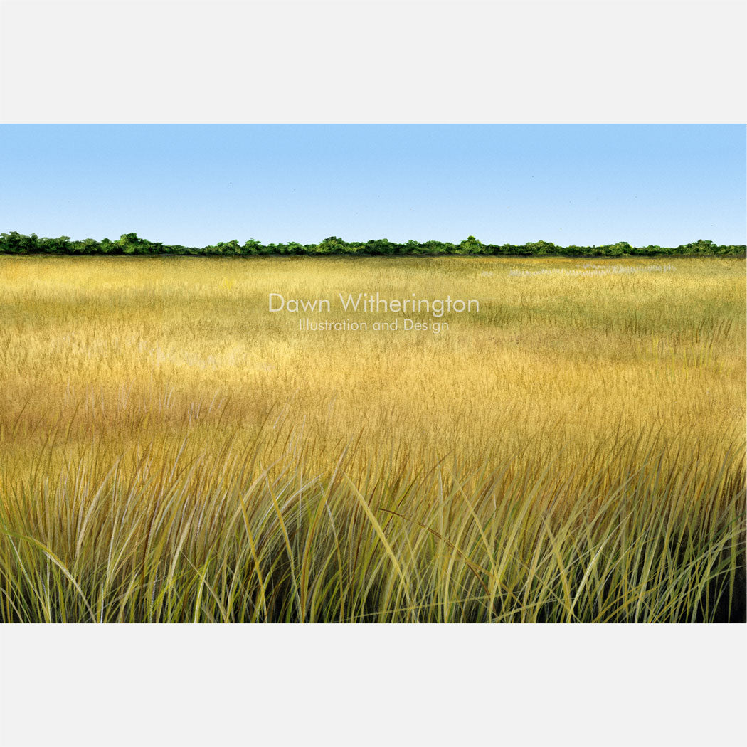 Florida Sawgrass Prairie