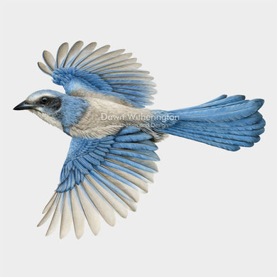 Florida Scrub-Jay