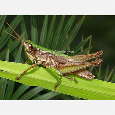 Slant-faced Grasshopper on Saw Palmetto