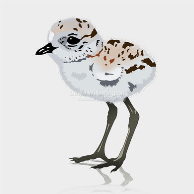 Snowy Plover Chick