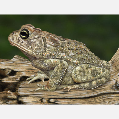 Southern Toad on a Log