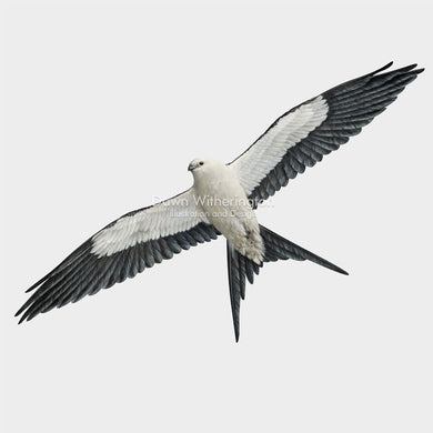 Swallow-tailed Kite in flight