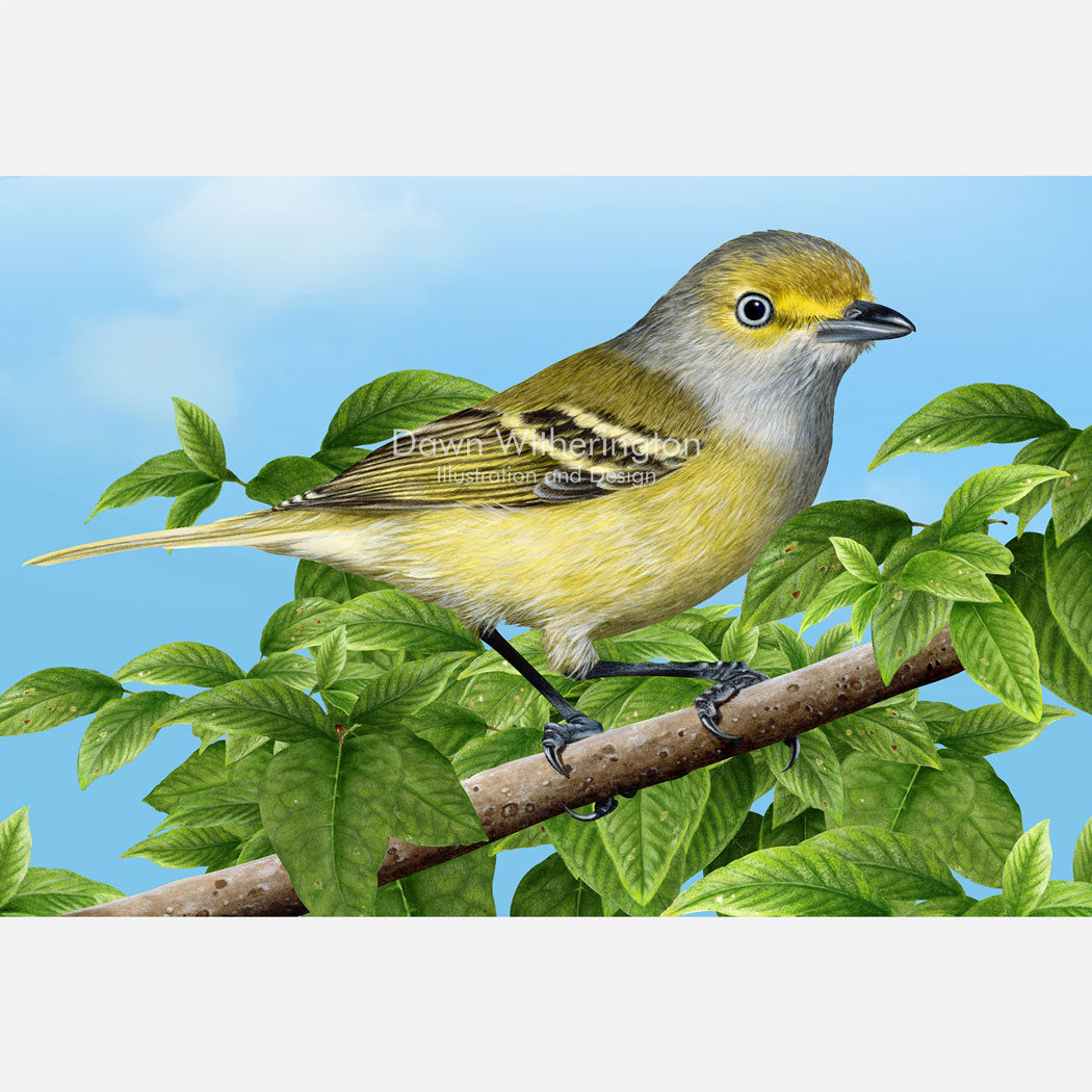 White-eyed Vireo
