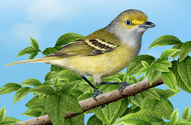 White-eyed Vireo