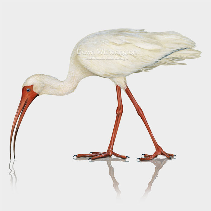 White Ibis