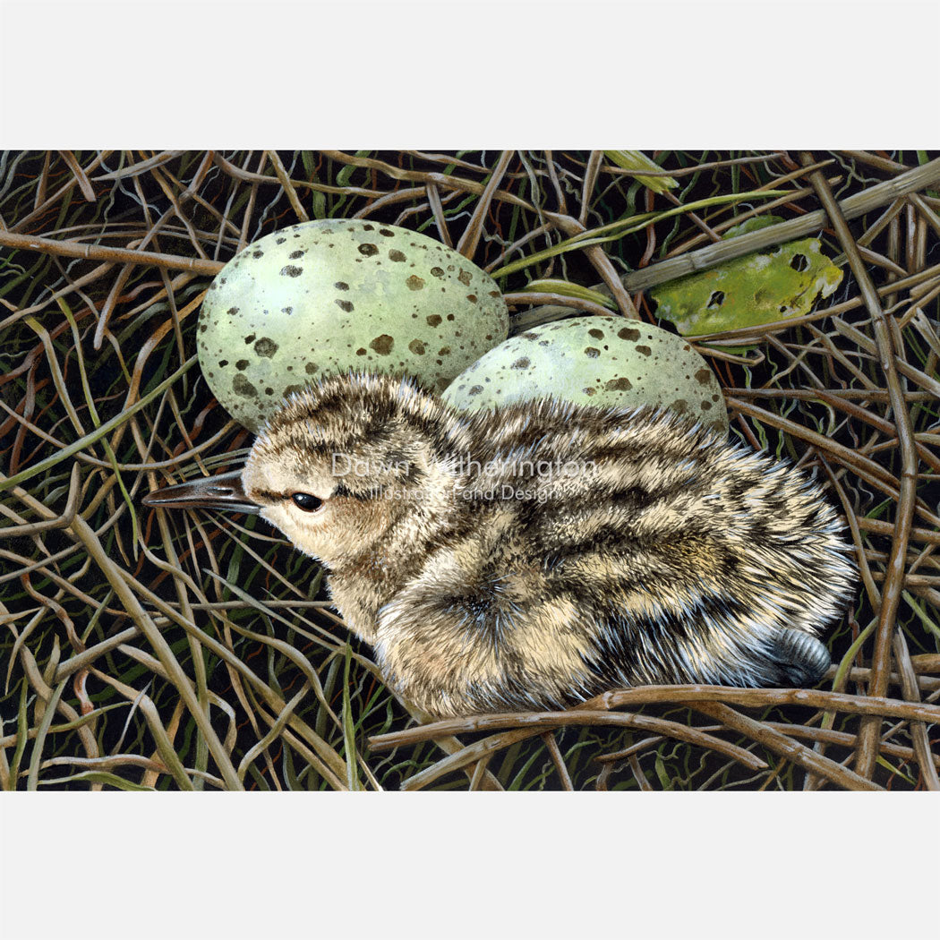 Willet Chick and Eggs in a Nest