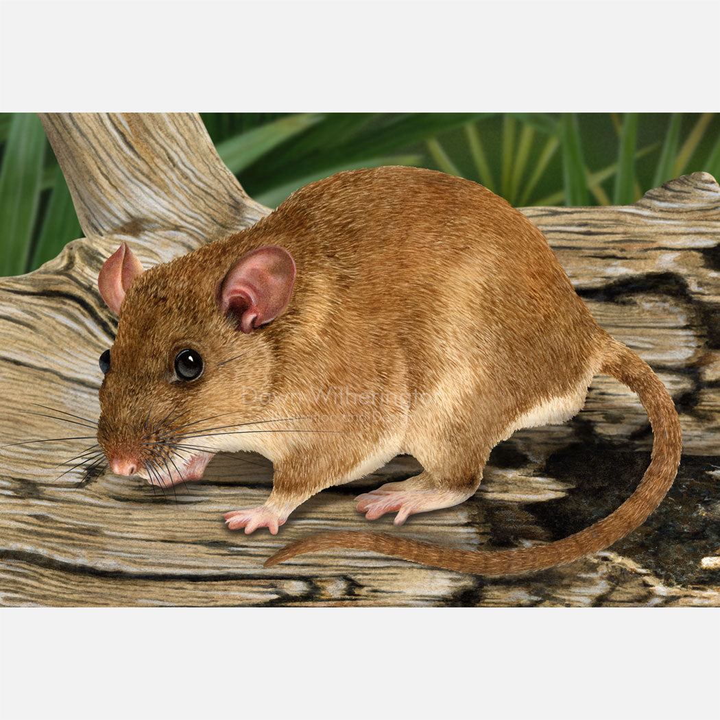 Wolf Rats Size Eastern Woodrat on a Log – drawnbydawn