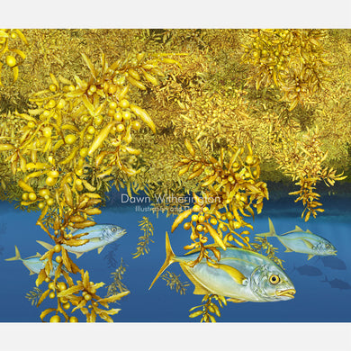 The Sargassum Community with Yellow Jacks