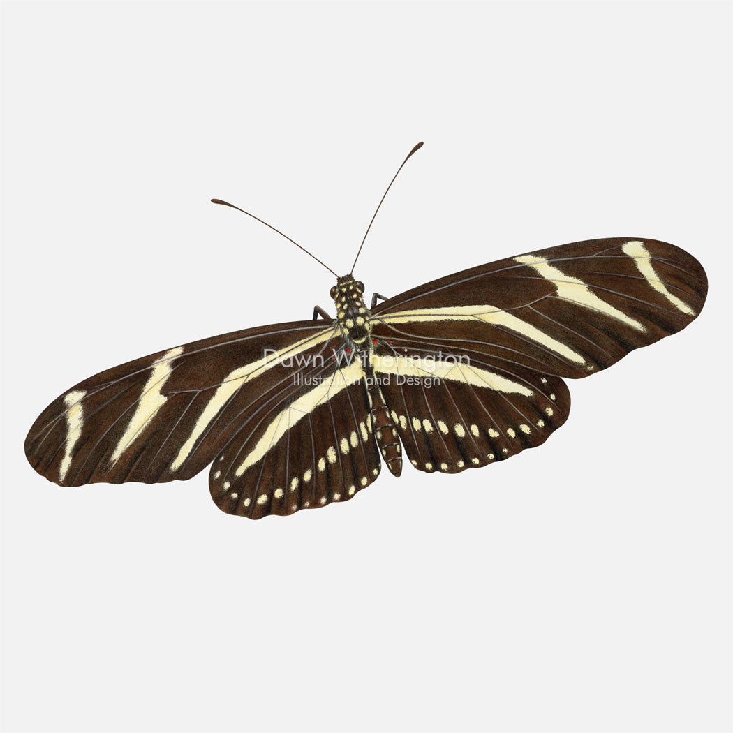Zebra Longwing Butterfly