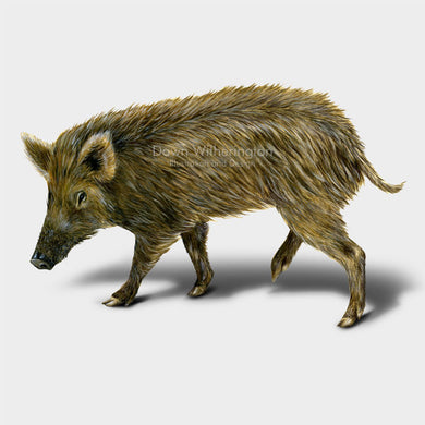 This drawing of a wild pig, Sus scrofa, is beautifully detailed.