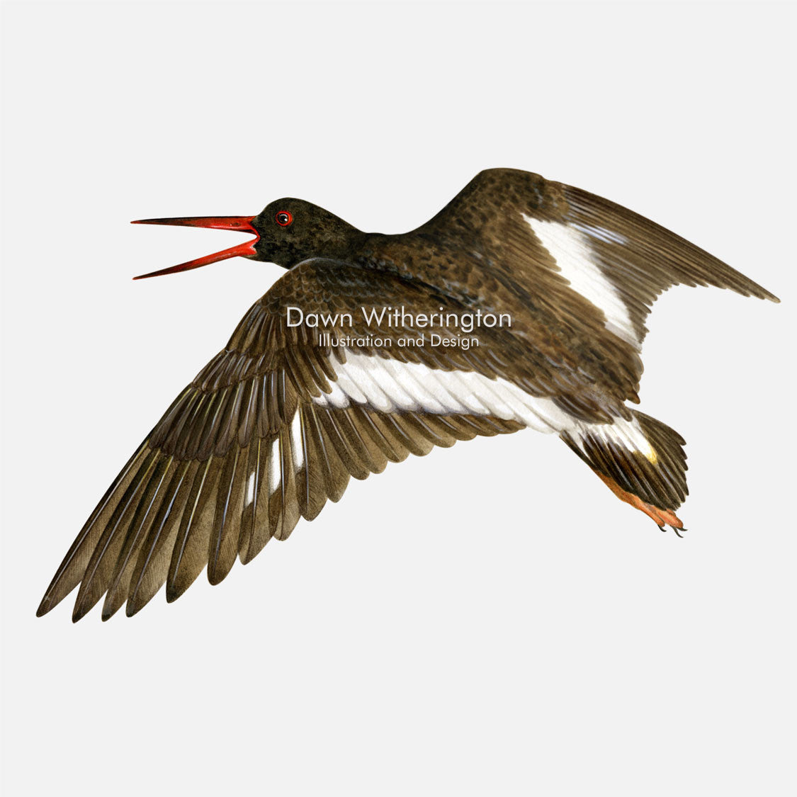 This beautiful illustration of an American oystercatcher, Haematopus palliatus, is biologically accurate in detail..