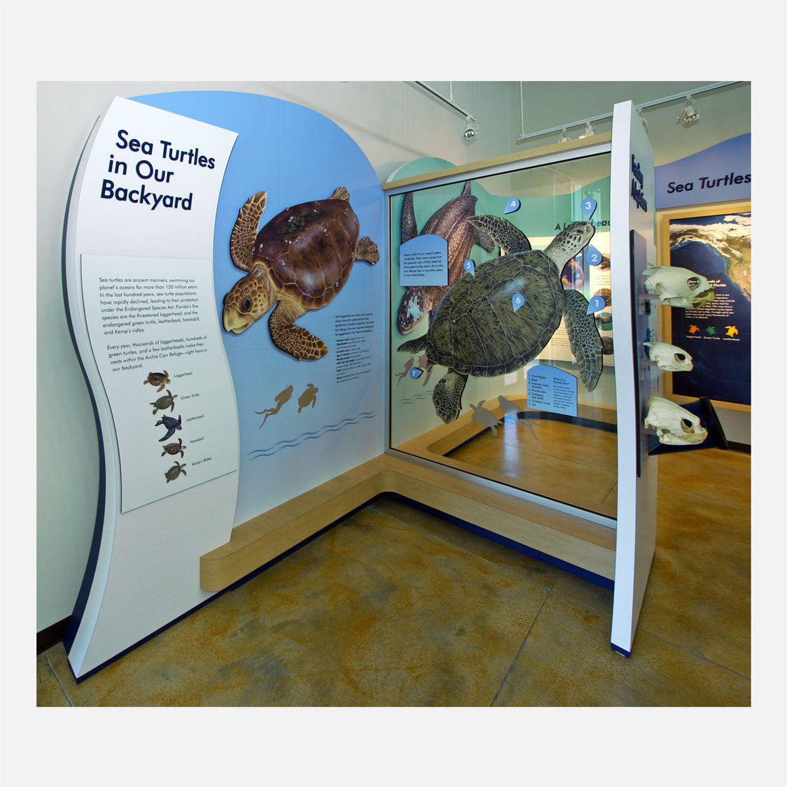 These interactive sea turtle displays were created for The Barrier Island Center in Brevard County, Florida.