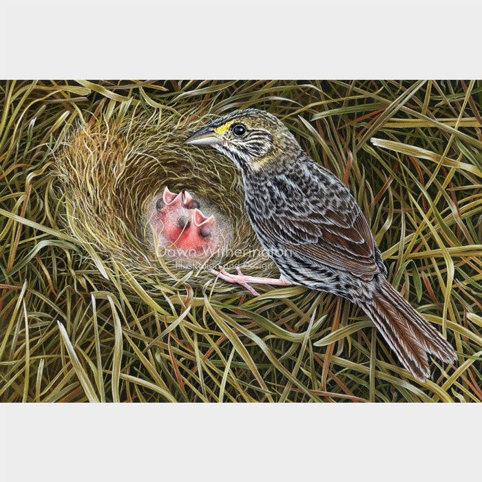 This beautiful illustration of a Cape Sable seaside sparrow, Ammodramus maritimus mirabilis, with chicks, is biologically accurate in detail.