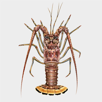 This beautiful illustration of a Caribbean spiny lobster, Panulirus argus, is biologically accurate in detail.