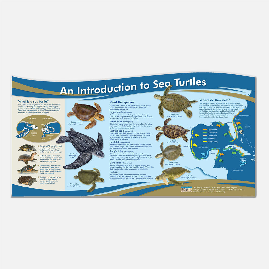 The sea turtle illustrations in this educational display are photo realistic and accurate in detail.