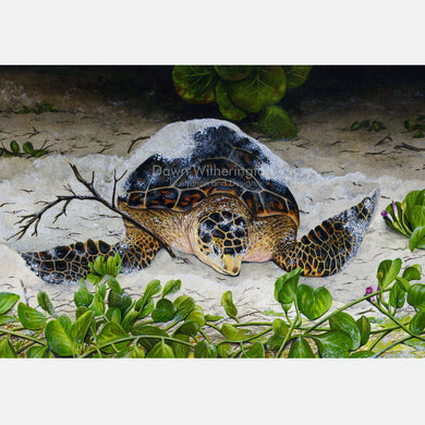 This beautiful illustration of a nesting hawksbill sea turtle, Eretmochelys imbricata.