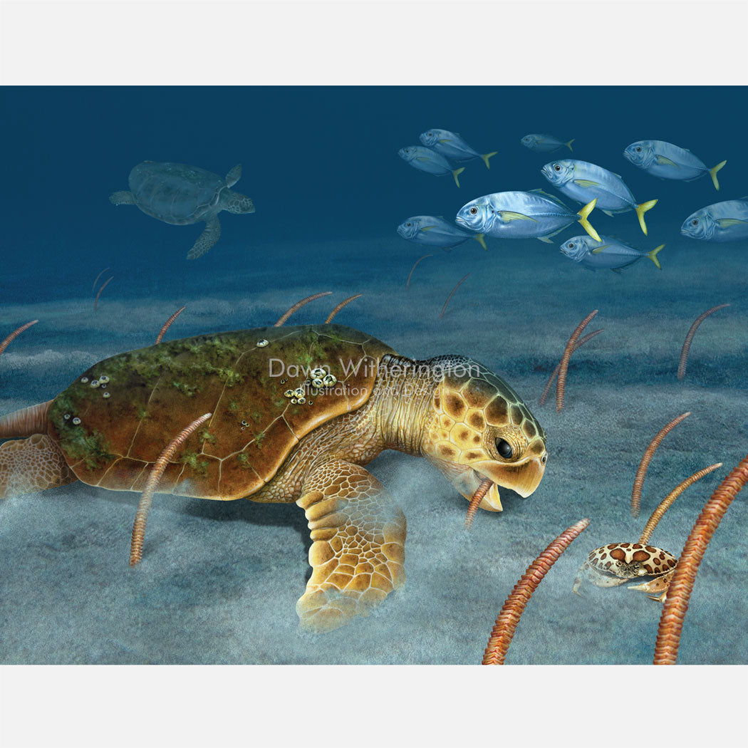 This beautiful illustration of a loggerhead sea turtle (Caretta caretta) eating pipe cleaner sea pens (Virgularia presbytes) is accurate in detail.