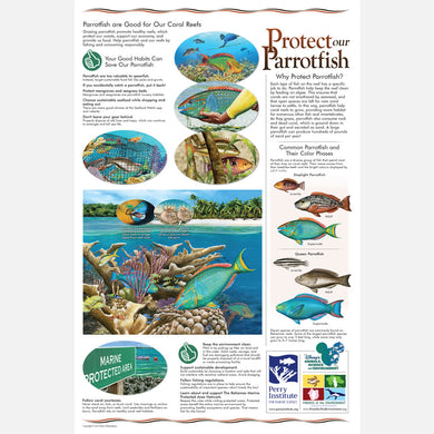 This beautiful poster provides information on the protection of parrotfish (Scaridae) in the Bahamas. 