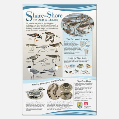 This beautifully illustrated educational display describes and identifies birds and other animals of southeastern US beaches.