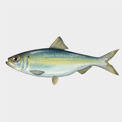 This beautiful illustration of an alewife, Alosa pseudoharengus, is biologically accurate in detail.