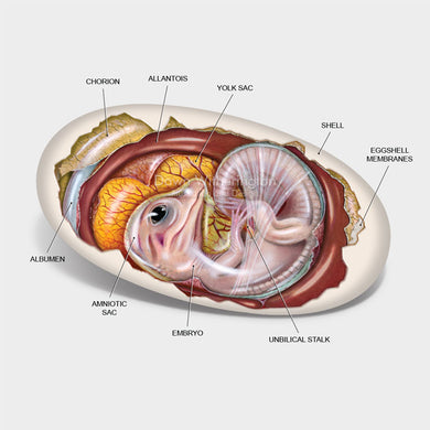 This cutaway illustration of an American alligator, Alligator mississippiensis, embryo is biologically accurate in detail.