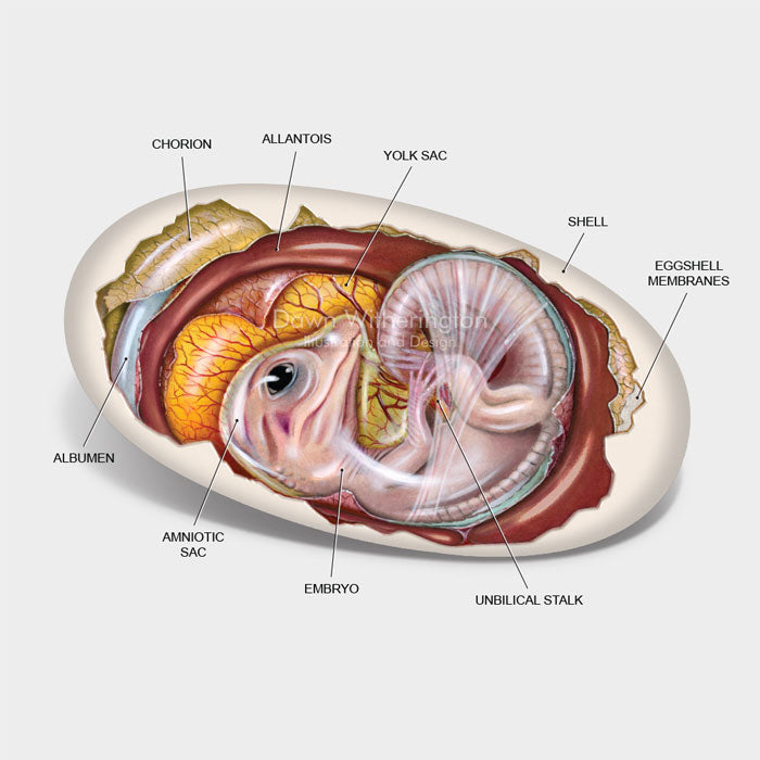 This cutaway illustration of an American alligator, Alligator mississippiensis, embryo is biologically accurate in detail.