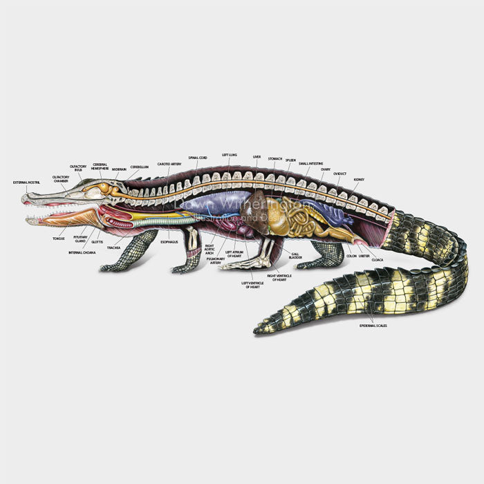 This beautiful illustration of the lateral anatomy of an American alligator, Alligator mississippiensis, is biologically accurate in detail.