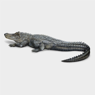 This wonderful drawing of an American alligator, Alligator mississippiensis, is biologically accurate in detail.