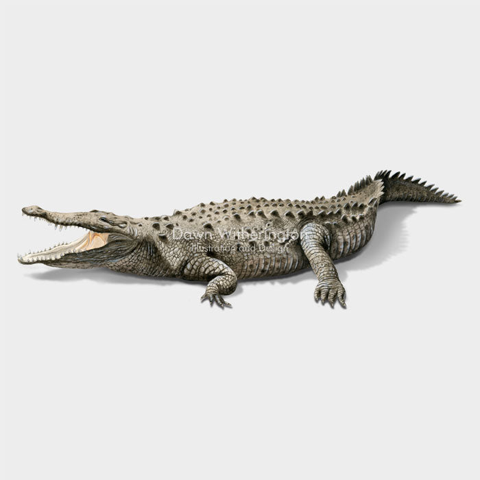 This illustration of an American crocodile, Crocodylus acutus, is biologically accurate in detail.