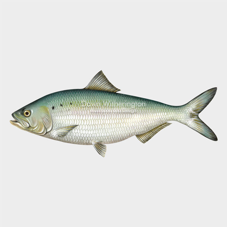 This beautiful drawing of an American shad, Alosa sapidissima, is biologically accurate in detail.