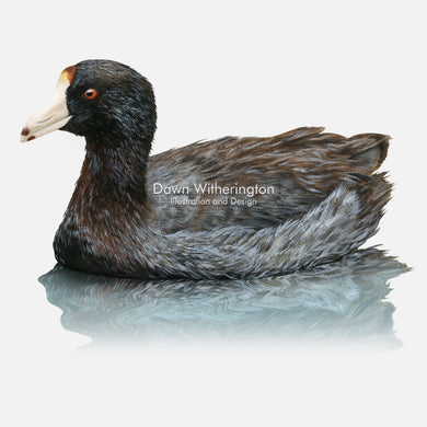 This beautiful illustration of an American coot, Fulica americana, is biologically accurate in detail.
