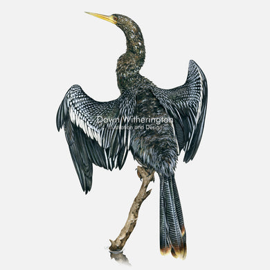 This beautiful illustration of an adult male anhinga, Anhinga anhinga, is biologically accurate in detail.