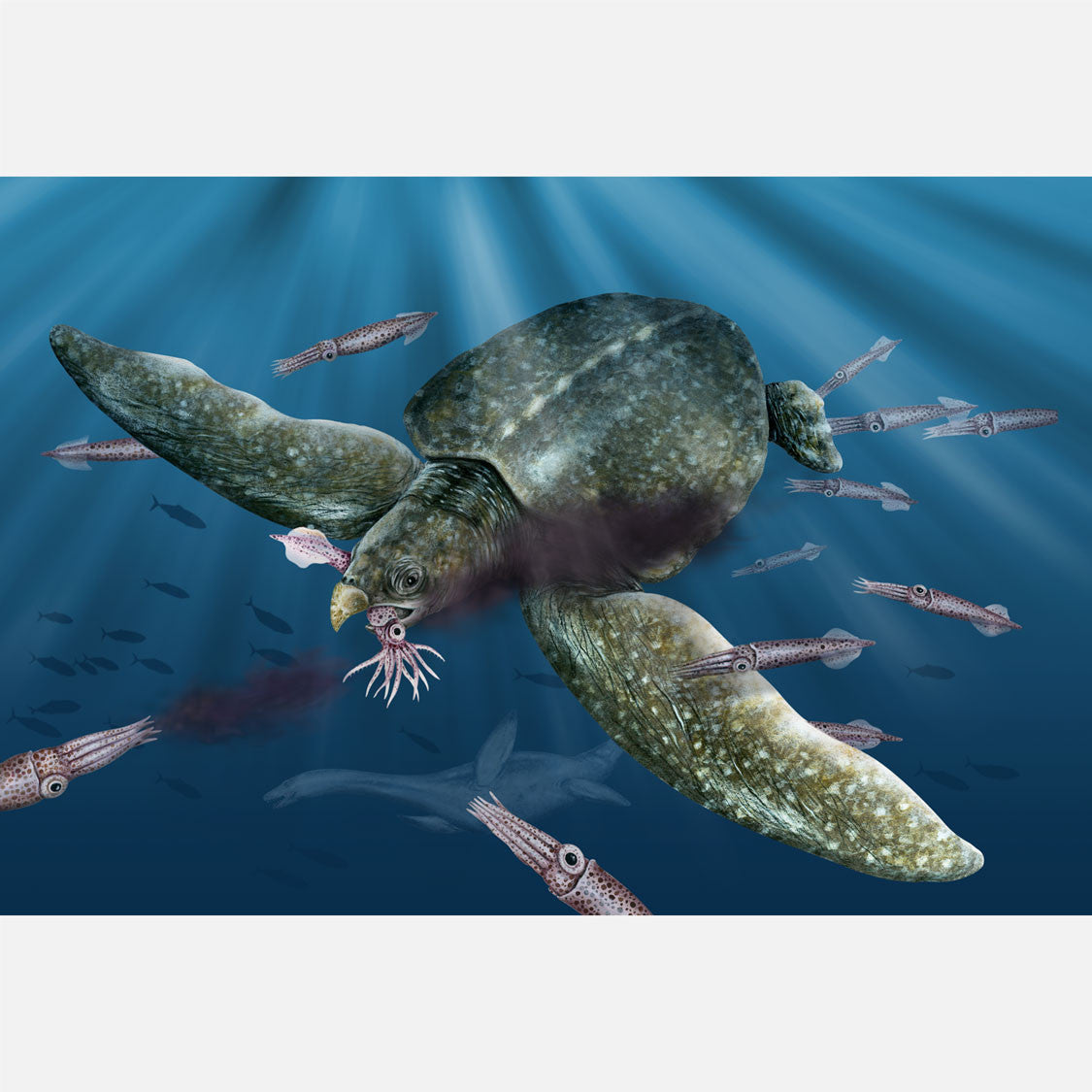 This illustration is of Archelon, a genus of extinct sea turtles, eating belemnites.