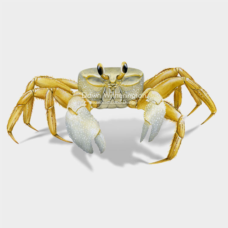 This beautiful illustration of an Atlantic ghost crab, Ocypode quadrata, is biologically accurate in detail.