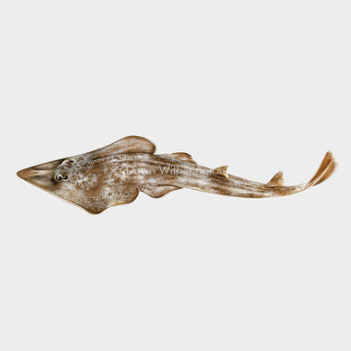 This beautiful illustration of an Atlantic guitarfish (Pseudobatos lentiginosus) is biologically accurate in detail.