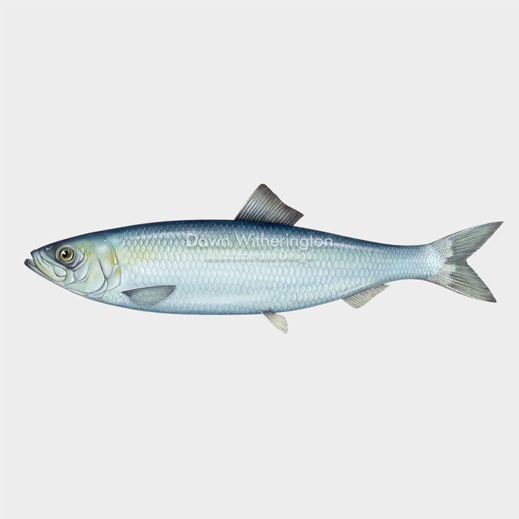 This wonderful drawing of an Atlantic herring, Clupea harengus, is biologically accurate in detail.