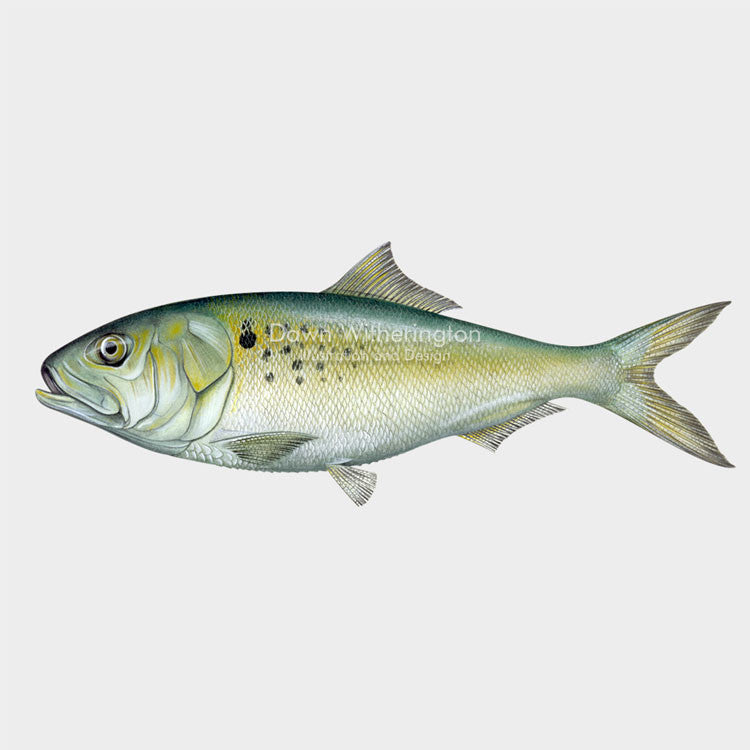 This beautiful illustration of an Atlantic menhaden, Brevoortia tyrannus, is biologically accurate in detail.