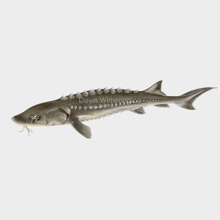 This beautiful illustration of an Atlantic sturgeon, Acipenser oxyrinchus oxyrinchus, is biologically accurate in detail.