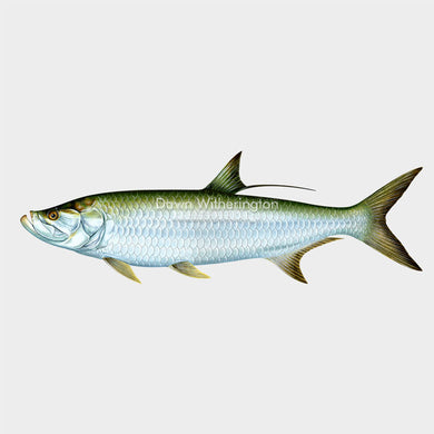 This beautiful drawing of an Atlantic tarpon, Megalops atlanticus, is biologically accurate in detail.