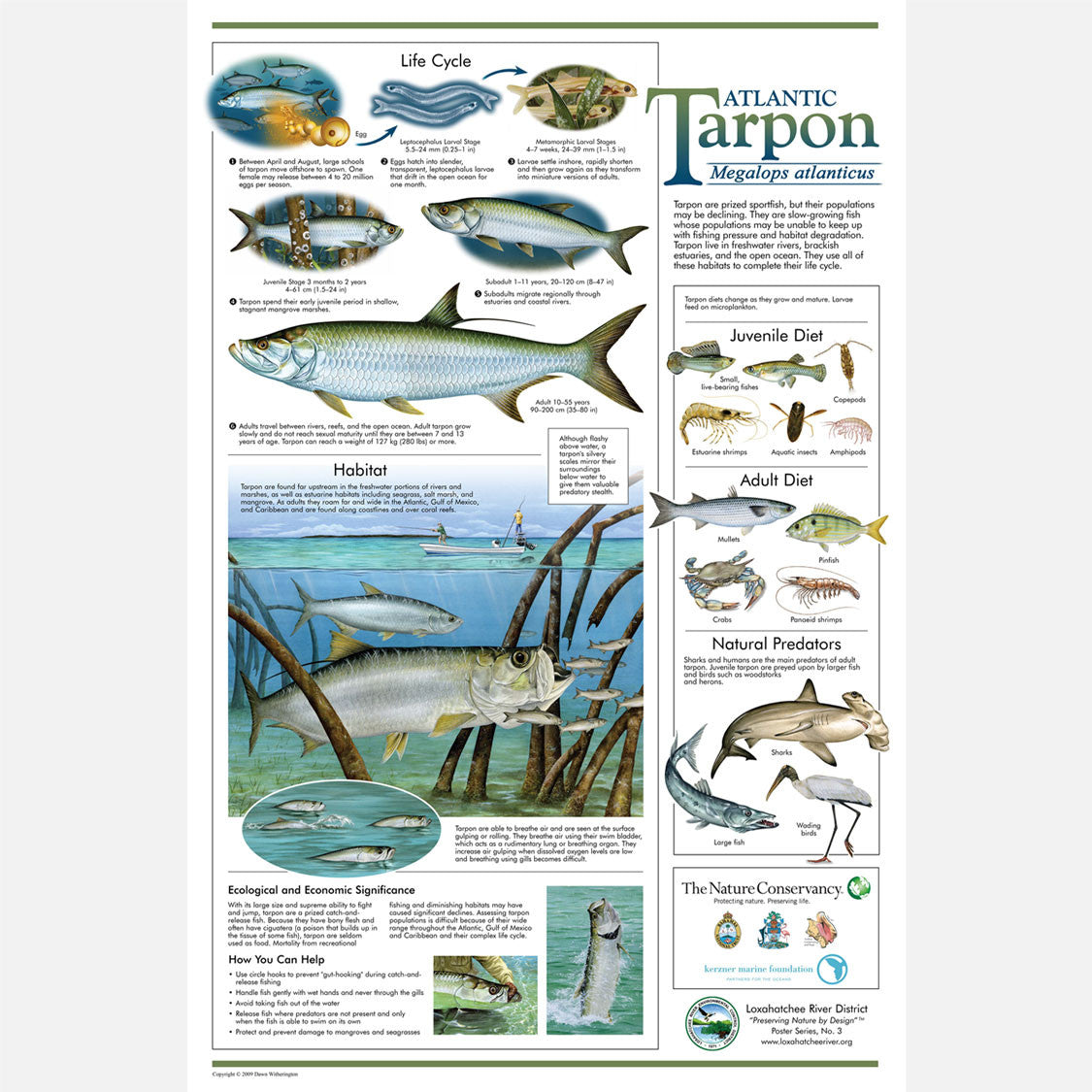 This beautiful poster provides information about the Atlantic Tarpon, Megalops atlanticus.