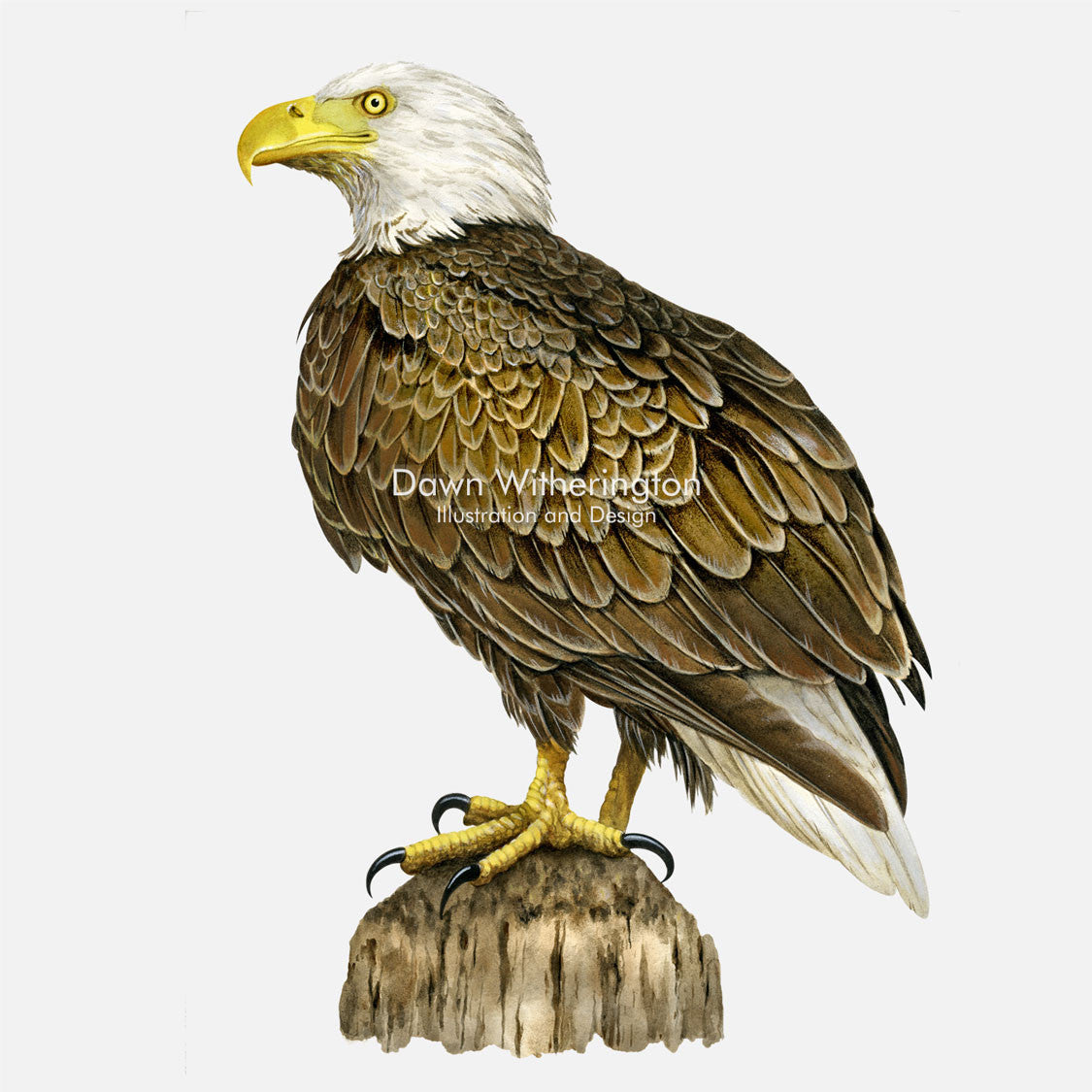 This beautiful illustration of a bald eagle, Haliaeetus leucocephalus, is biologically accurate in detail.