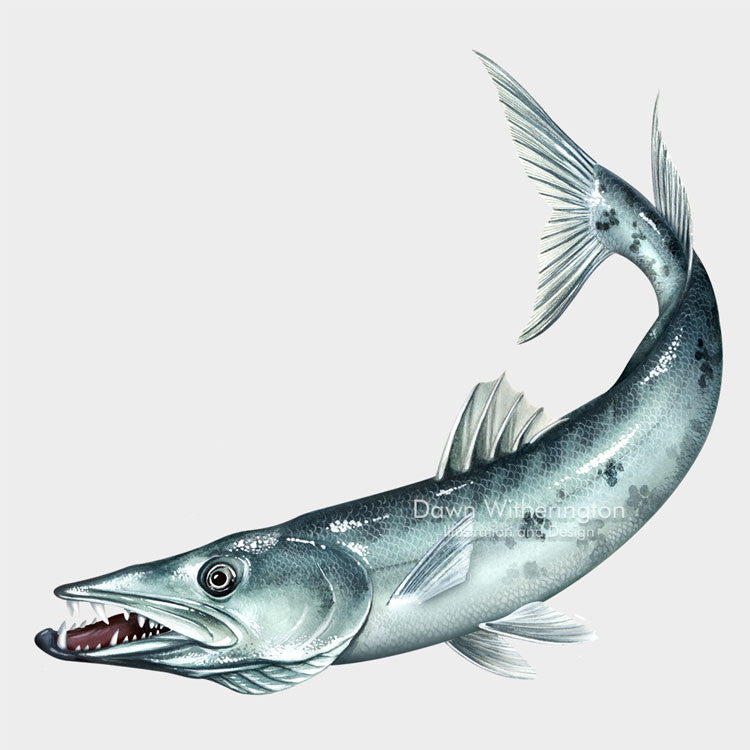 This beautiful illustration of barracuda, Sphyraena spp., is accurate in detail.