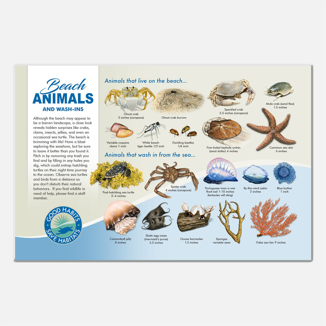 This beautiful beach animals identification deck sign was created for The Barrier Island Center, an environmental education facility located in Brevard County, Florida. 