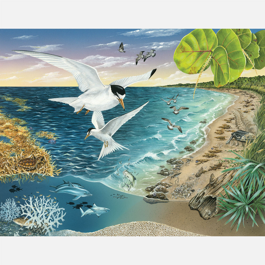 This illustration depicts a nearshore region of southeast Florida. The art features least terns, sea turtles, and several other plants and animals associated with the nearshore region.
