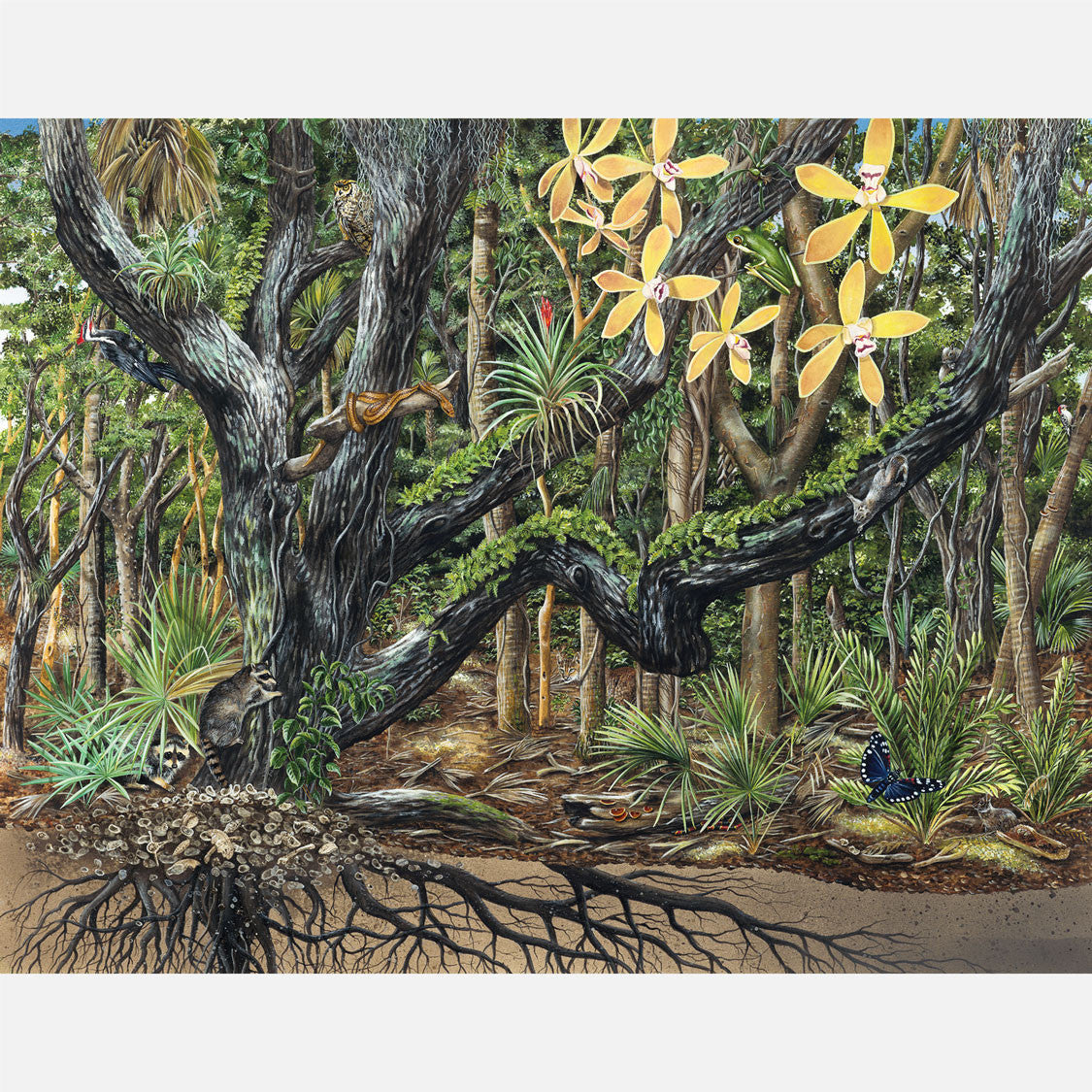 This illustration depicts a maritime hammock of southeast Florida. The art features a live oak tree, butterfly orchids, and several other plants and animals associated with the hammock.